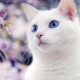 White cats with blue eyes: are they deaf and what are they like?