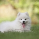 White Spitz: characteristics, choice and care