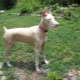 White Doberman: features of color and content
