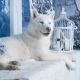 White husky: color features and care rules