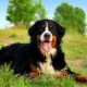 Bernese Shepherd Dog: breed description and cultivation