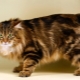 Tailless cats: popular breeds and rules for keeping them