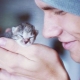 Homeless kittens: is it possible to take them to the apartment and how to domesticate them?