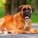 Boxers: history of dog breeds, temperament, best names and grooming features