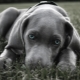 Large smooth-haired dogs: description of breeds and care features