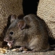 Fear of mice: a description of the disease and how to get rid of