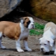 Brazilian Bulldog: Everything You Need to Know About Dog Breed