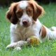 Breton Epagnol: breed description and cultivation