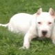 Bully kutta: breed description and content