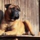 Bullmastiff: characteristics of the breed of dogs and growing