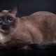 Burmese cats: breed description, variety of colors and maintenance rules