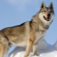 Czechoslovakian wolfdog: history of origin, features of character and content