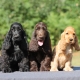 How is the American Cocker Spaniel different from the English one?