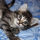 What and how to feed a kitten from 1 to 3 months?