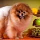 What and how to feed the Spitz?