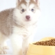 How and how to feed husky puppies?
