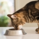 How is food for neutered cats different from regular food?