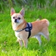 How to feed a Chihuahua?
