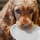How to feed your Cocker Spaniel?