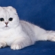 What to feed Scottish Fold cats?