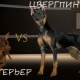 What is the difference between a pinscher and a toy terrier?