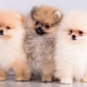 What is the difference between German and Pomeranian Spitz?