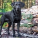 Black Labradors: description, character, content and list of nicknames