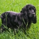 Black spaniels: description, care and list of nicknames