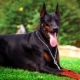 Black Doberman: features of color and rules of care