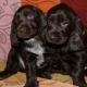 Black Russian spaniel: description of dogs, their character and rules of care