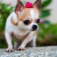 Chihuahua: description, breed types, nature and content