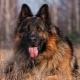Long haired german shepherd
