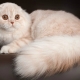 Long-haired Scottish cats: varieties and features of the content