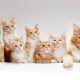 How old do cats grow?