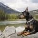 Doberman Pinscher: characteristics of the breed and the subtleties of the content