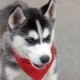 Husky training and education at home