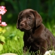 Labrador training and education
