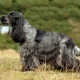 Russian hunting spaniel training