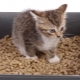 Wood litter for cat litter: how to choose and use it correctly?