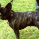 Brindle French Bulldog: what does it look like and how to care for it?