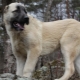 Gampr: what do dogs look like and how to keep them?
