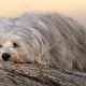 Havana Bichon: description of the breed and the subtleties of the content