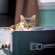 Where can I leave my cat on vacation?