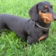 Smooth-haired dachshunds: breed characteristics and recommendations for keeping