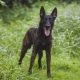 Dutch Shepherd: breed description and content