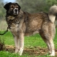Greek shepherd dogs: description of the breed and conditions of keeping dogs