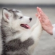 Characteristics and features of keeping husky puppies 2 months old