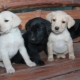 Characteristics and care of labrador puppies 1 month old