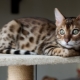 History of cat domestication