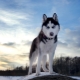 The history of the origin of the husky breed